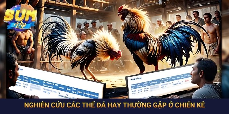Nghiên cứu các thế đá hay thường gặp ở chiến kê