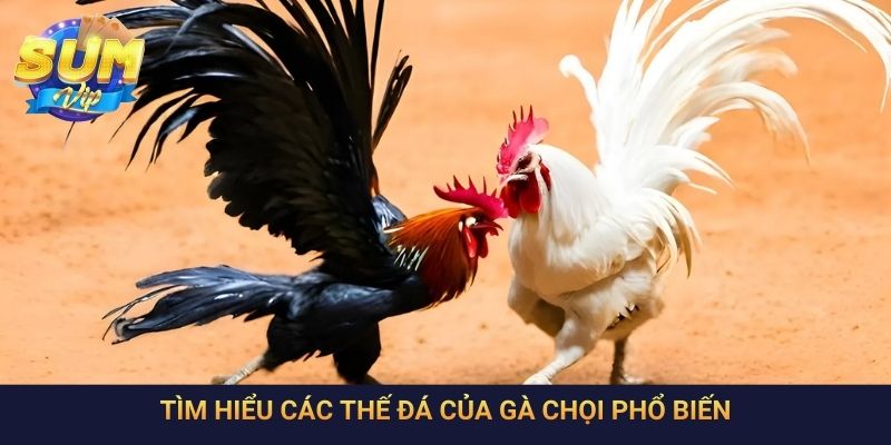 Tìm hiểu các thế đá của gà chọi phổ biến