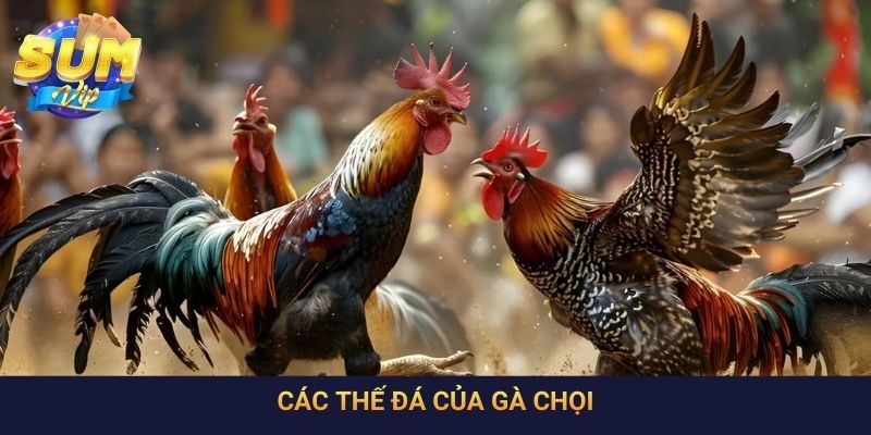 Các Thế Đá Của Gà Chọi Hay Cần Nghiên Cứu