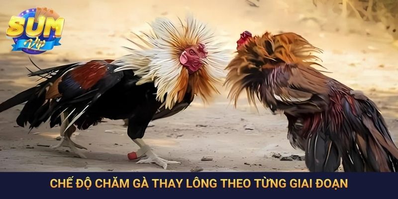 Chế độ chăm gà thay lông theo từng giai đoạn