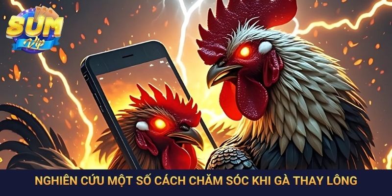 Nghiên cứu một số cách chăm sóc khi gà thay lông