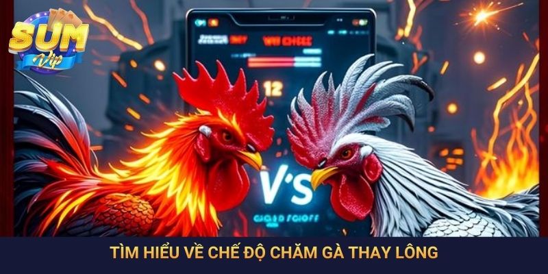 Tìm hiểu về chế độ chăm gà thay lông
