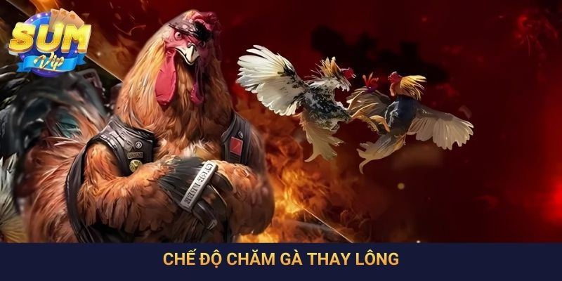 Chế Độ Chăm Gà Thay Lông: Bí Quyết Hay Bạn Cần Biết