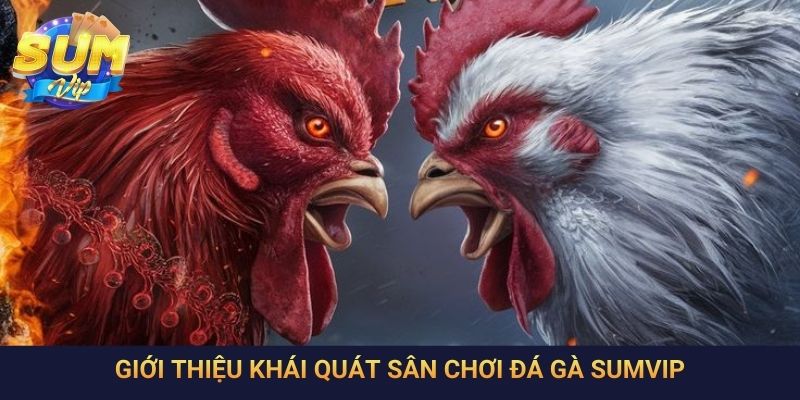 Giới thiệu khái quát sân chơi đá gà SumVip