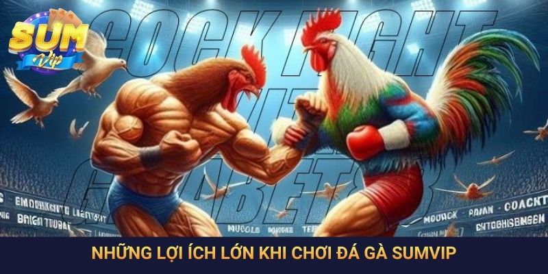 Những lợi ích lớn khi chơi đá gà SumVip