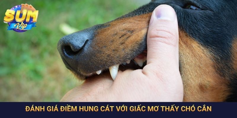 Đánh giá điềm hung cát với giấc mơ thấy chó cắn
