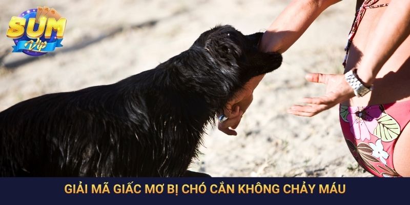Giải mã giấc mơ bị chó cắn không chảy máu
