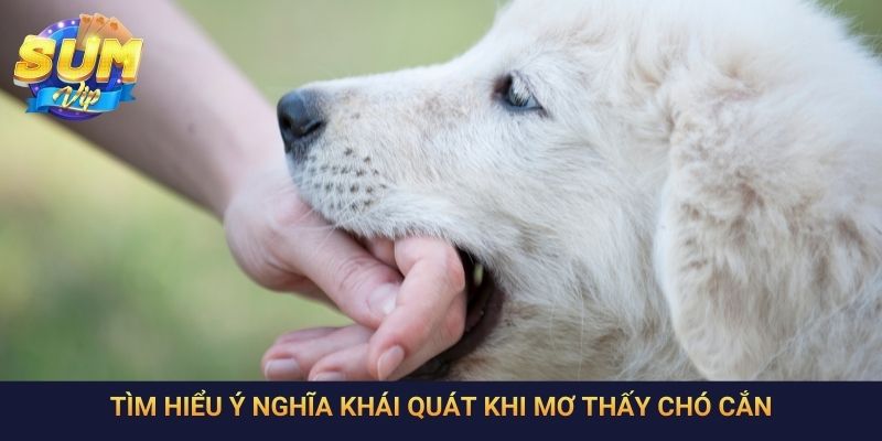 Tìm hiểu ý nghĩa khái quát khi mơ thấy chó cắn