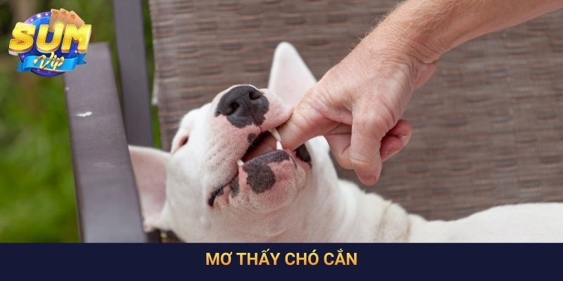 Mơ Thấy Chó Cắn: Giải Mã Ý Nghĩa Và Con Số Liên Quan