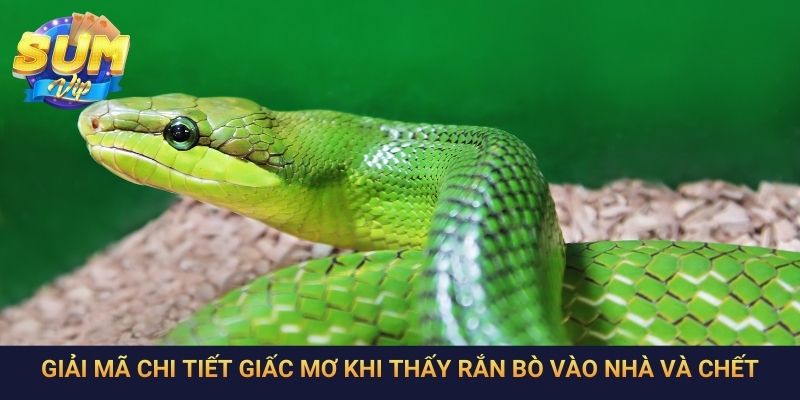Giải mã chi tiết giấc mơ khi thấy rắn bò vào nhà và chết