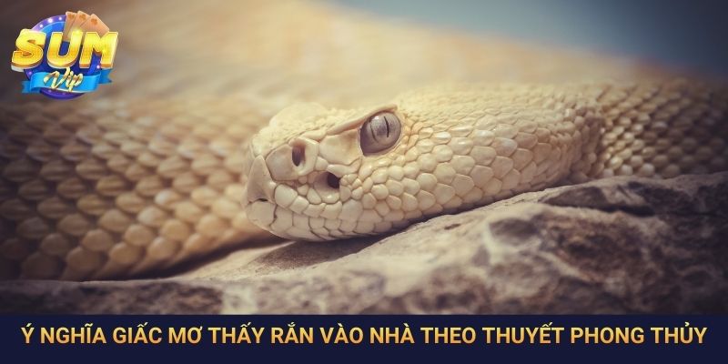 Ý nghĩa giấc mơ thấy rắn vào nhà theo thuyết phong thủy