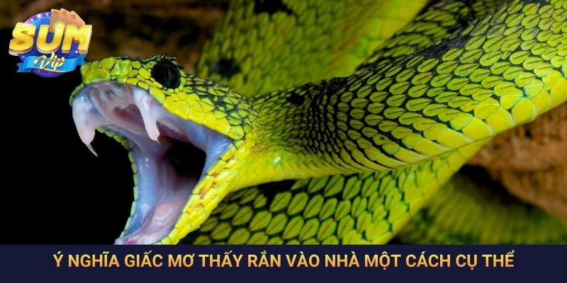 Ý nghĩa giấc mơ thấy rắn vào nhà một cách cụ thể
