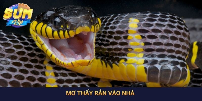 Mơ Thấy Rắn Vào Nhà: Giải Mã Điềm Báo Và Con Số Tương Ứng